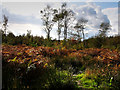 Clearing in Creech Woods in Furzeley Corner