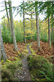 Path down to the Loch Eil Outward Bound Centre. in PH33 7NW