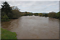 The Rheidol in flood in SY23 4EL