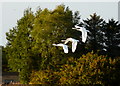 Whooper Swans arriving in IV19 1QH
