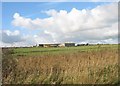 Farm buildings on the Glanrafon road viewed over sedge beds in LL63 5YY