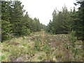 Junction of firebreaks - looking east in G83 9LX