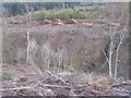 Felled area, Shorthope Burn in TD1 3PW