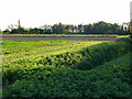 Land south of Green Drove in Whaplode Drove
