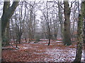 Woodland near Wake Road in EN9 3SX