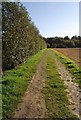 Hedge by a footpath. in TN12 7AH