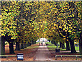 Autumnal Trees in West Park in HU5 3NU