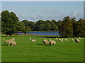 Sheep grazing in Blickling Park in NR11 6PU