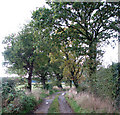 Track to Lord Anson's Wood in NR28 0DX