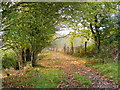 Autumnal footpath in WR10 2JY