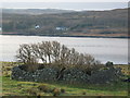Overgrown Ruin at The Aird in IV51 9NU