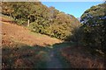Footpath in Johnny Wood in Borrowdale