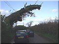 Passing place and windswept tree, near Llanbethery, Vale of Glamorgan in CF62 3AJ