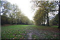 Avenue of Sycamore trees, Penshurst Place Estate (2). in TN11 8HX