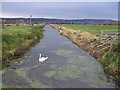 Rhyne, swan and duckweed in BS21 6UE