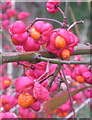 Spindle Tree fruit and seeds (Euonymus europaeus) in OX7 6RQ