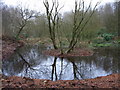 A pond in Penn Wood in HP7 0QS