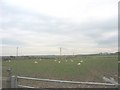 Sheep at Rhosbadrig railway bridge in Aberffraw Community
