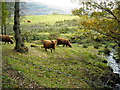 Highland Cattle Near Kinlochard in FK8 3TW