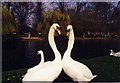Swans by the River Ouse, Bedford in MK41 9DJ