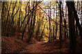 Footpath through Cuddleigh Holes, Forest of Dean in GL14 2TZ