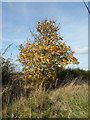 Sycamore tree by the Knapwell road in Knapwell