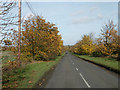 Tree-lined road to Knapwell in Knapwell