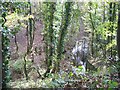 Stream and woodland at Moss Valley Country Park in LL11 6LE