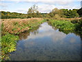 River Chess at Sarratt Bottom in WD3 6HD