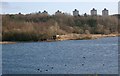 Wildfowl at Baronshaugh RSPB reserve in Allanton (South Lanarkshire)