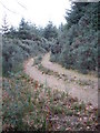 Track south in Midmar Forest in AB51 7LX