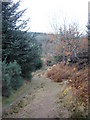 Track north in Midmar Forest in AB51 7LX