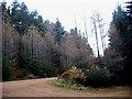 Track junction in Midmar Forest in AB51 7LX