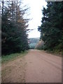 Forestry road south in Midmar Forest in AB51 7LX