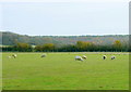 2008 : Sheep pasture south of Marshfield in SN14 8AE