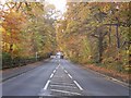 Autumn leaves over A30 London Road, Camberley in GU15 4BU