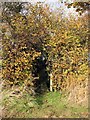 Footbridge in hedgerow in NR20 4QN