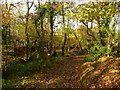 Footpath crossing stream in woodland in SA19 7DW