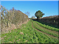 Bridleway going to Harley Gap in Gussage All Saints