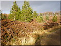 Remains of Clear Fell in Morangie Forest in IV19 1NG