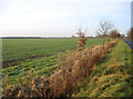 Farmland view, Wendy, Cambs in Shingay cum Wendy