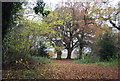 Footpath covered in leaves in TN4 9SH