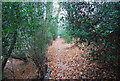 Footpath through Spoud's Wood in TN4 8TX