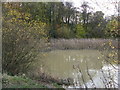 View of Nitticarhill Wood and small pond in S43 4TJ