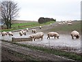 Pigs in paradise near Broad Chalke in SP5 5HQ