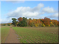 Farmland and copse, Wargrave in RG10 8PU