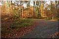 Junction in Highmoor Common Wood in RG9 5DN