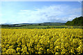 Oil Seed Rape Field at Balado in KY13 0NJ
