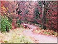 Forest stoned road, Ruspidge, Forest of Dean in GL14 3DT