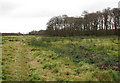 Path through cattle pasture in NR12 9AA